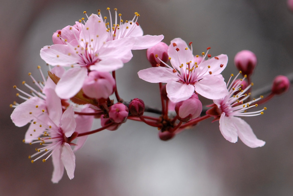 Cerezo