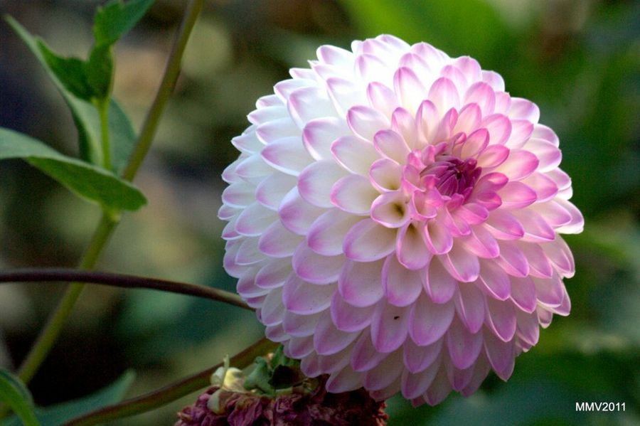 Dalia