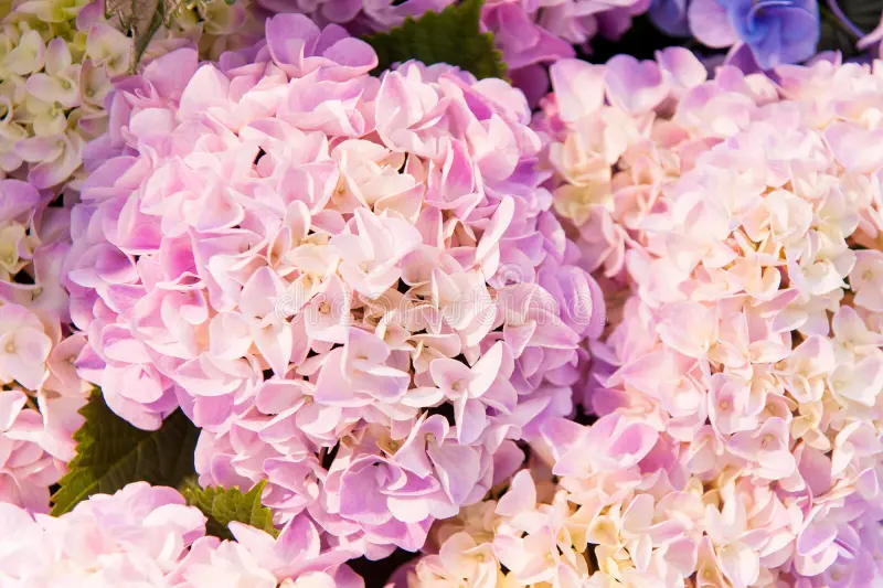 Hortensia