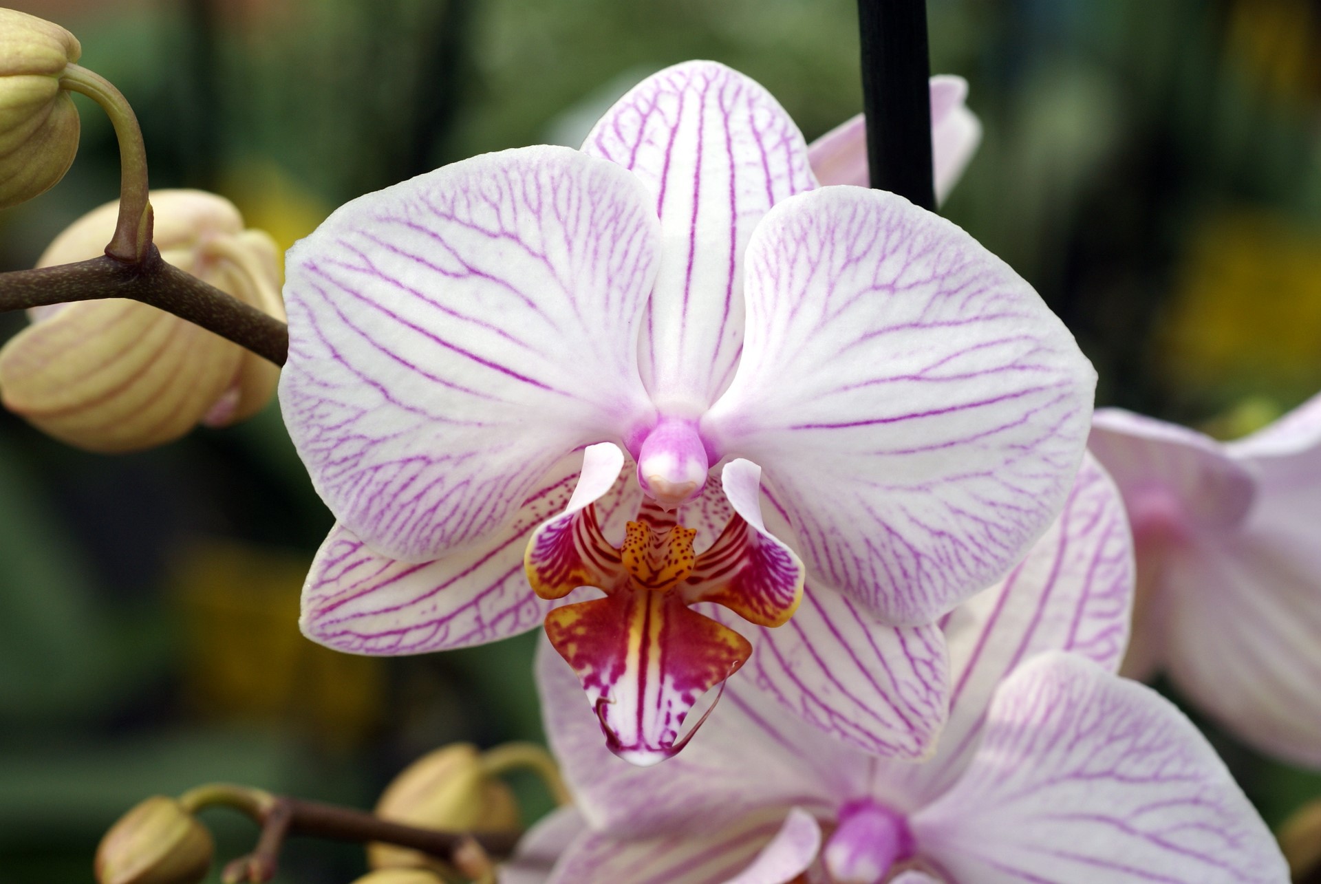 Orquídea