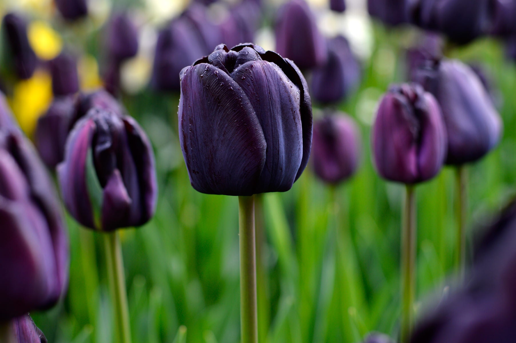 Tulipán Negro
